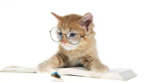 娱乐吃瓜猫的作品,揭秘娱乐圈那些不为人知的幕后故事